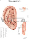 Ear Acupuncture Chart - Anatomical Chart